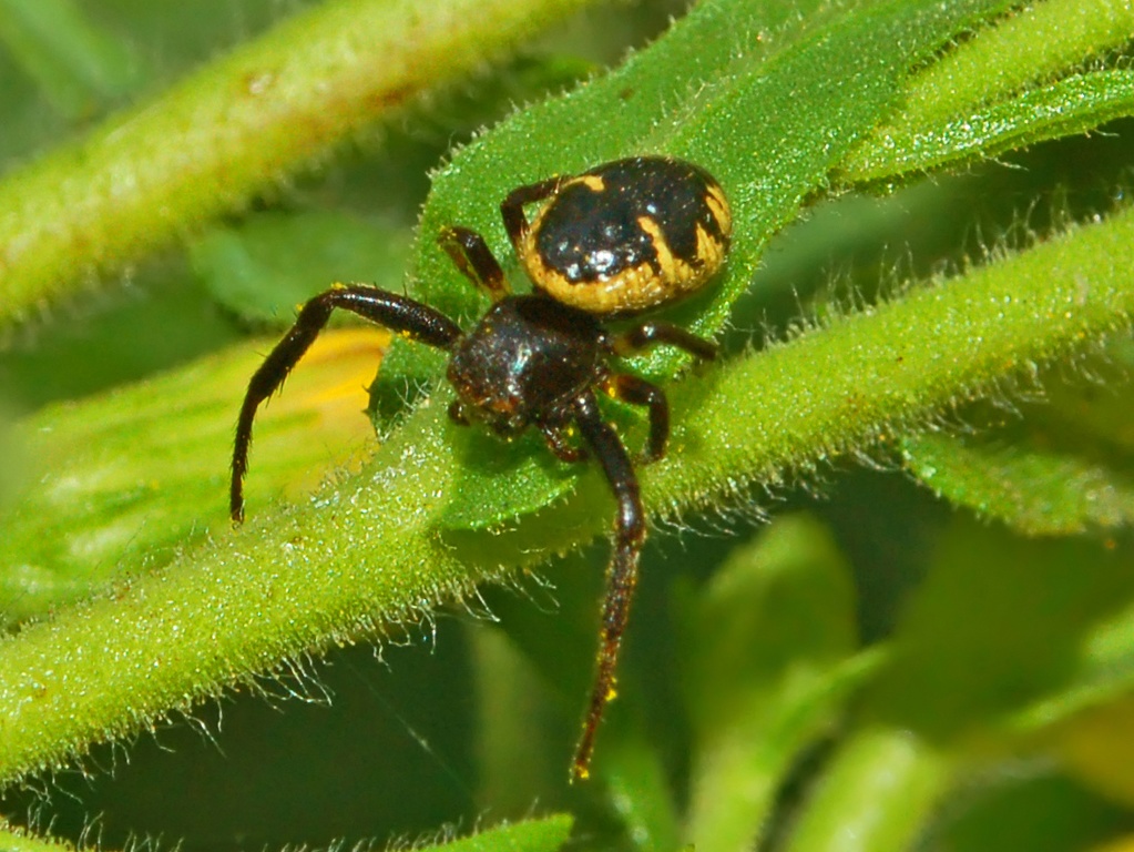 Synaema globosum